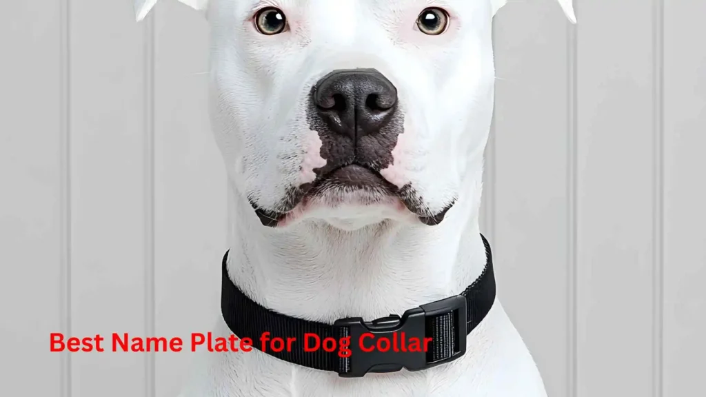 Best Name Plate for Dog Collar 