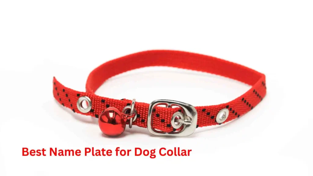 Best Name Plate for Dog Collar 
