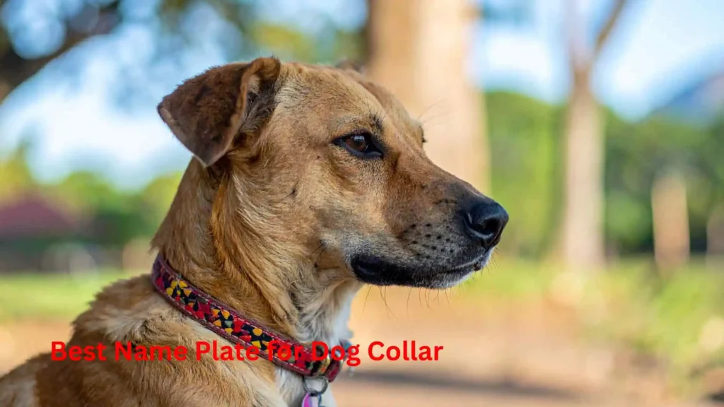 Best Name Plate for Dog Collar 