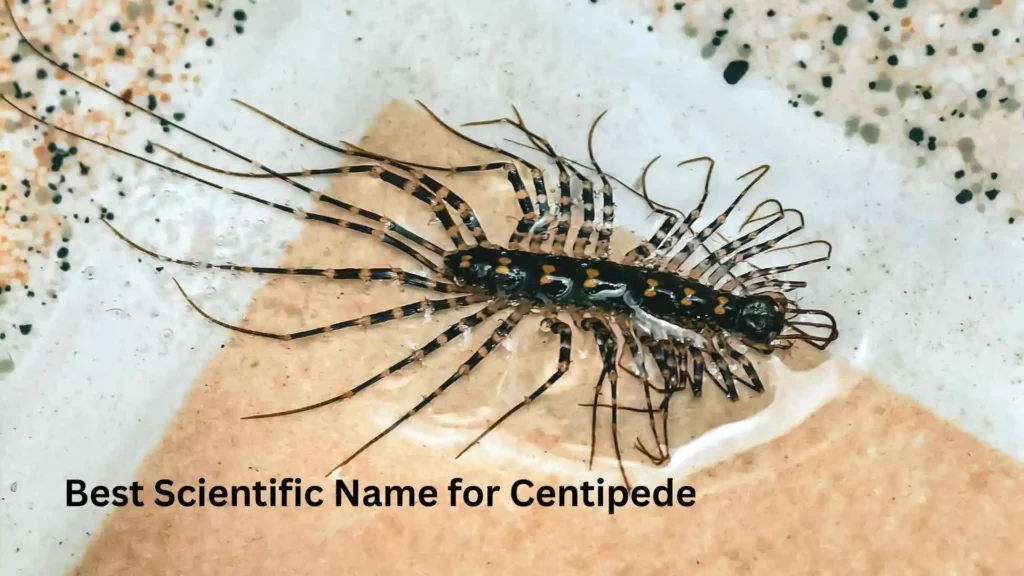 Best Scientific Name for Centipede