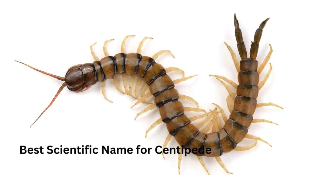 Best Scientific Name for Centipede