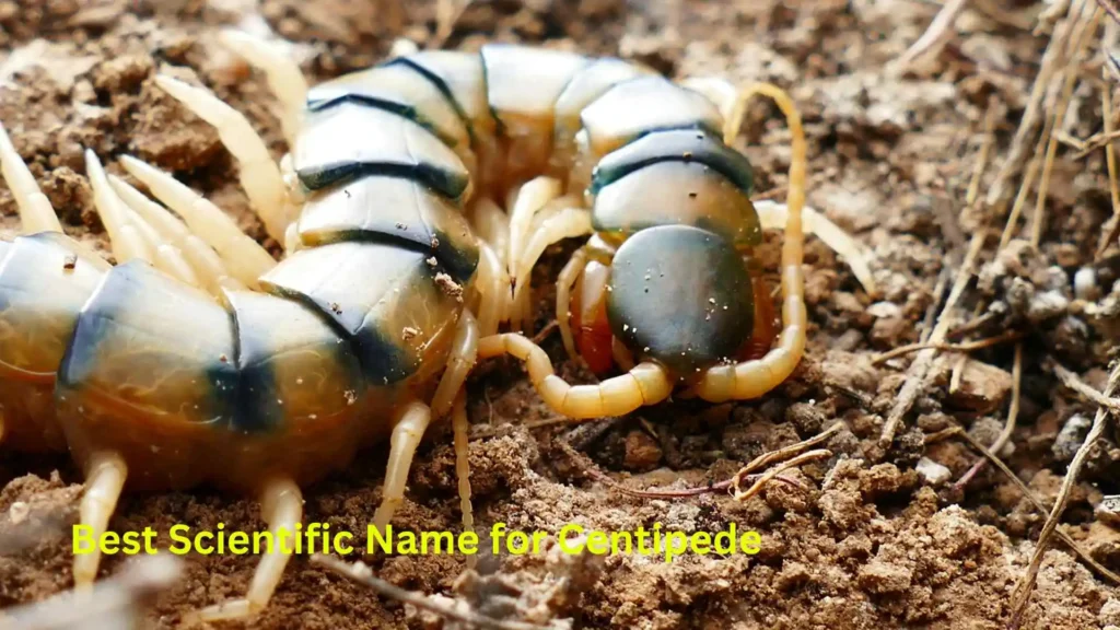 Best Scientific Name for Centipede