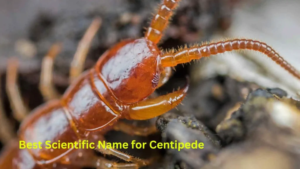 Best Scientific Name for Centipede