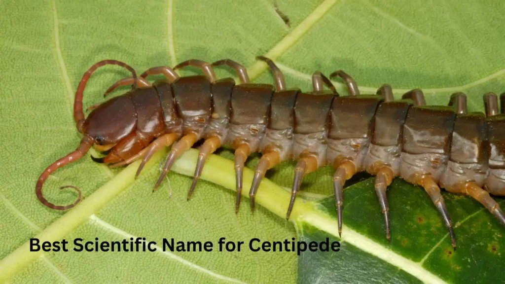 Best Scientific Name for Centipede