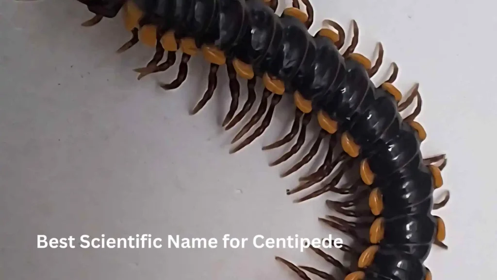 Best Scientific Name for Centipede
