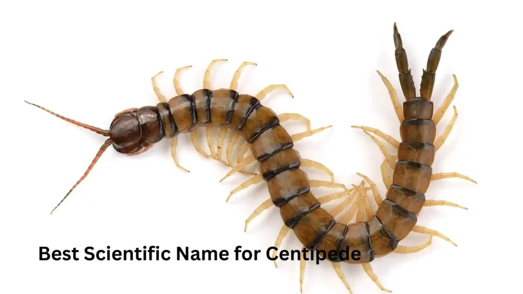 Best Scientific Name for Centipede