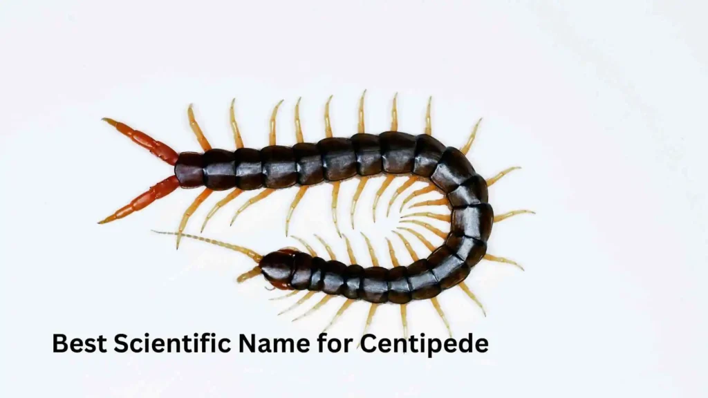 Best Scientific Name for Centipede