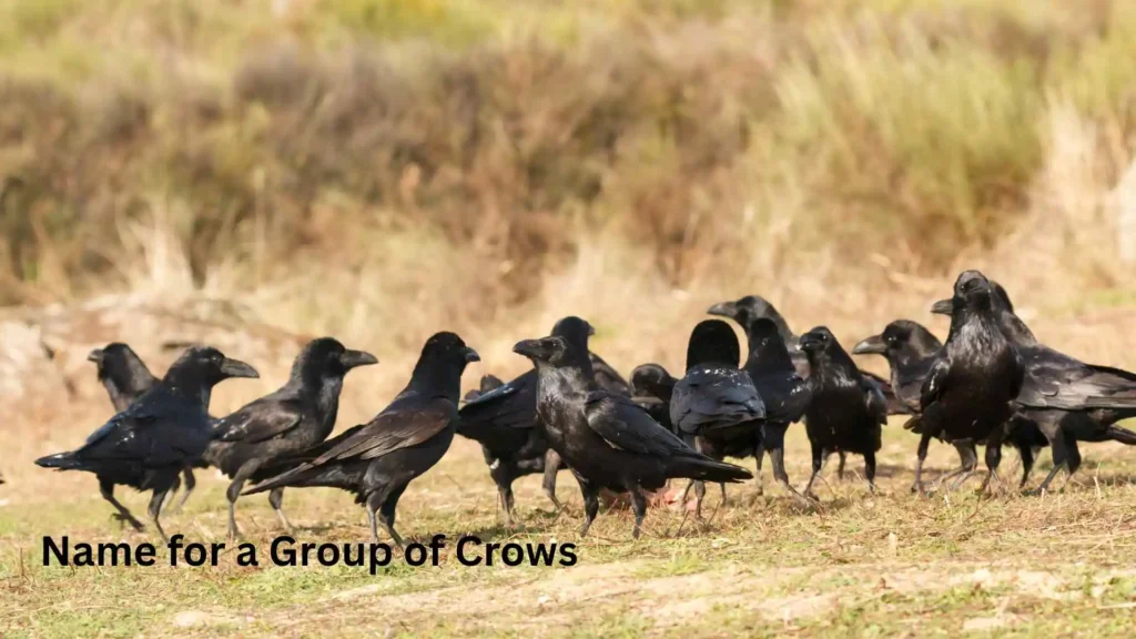 Name for a Group of Crows