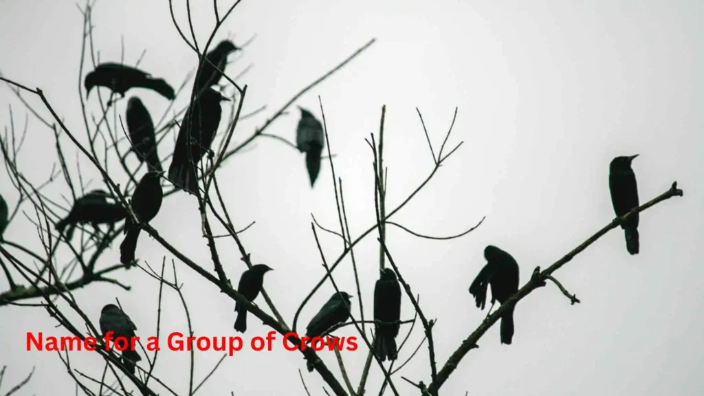 Name for a Group of Crows