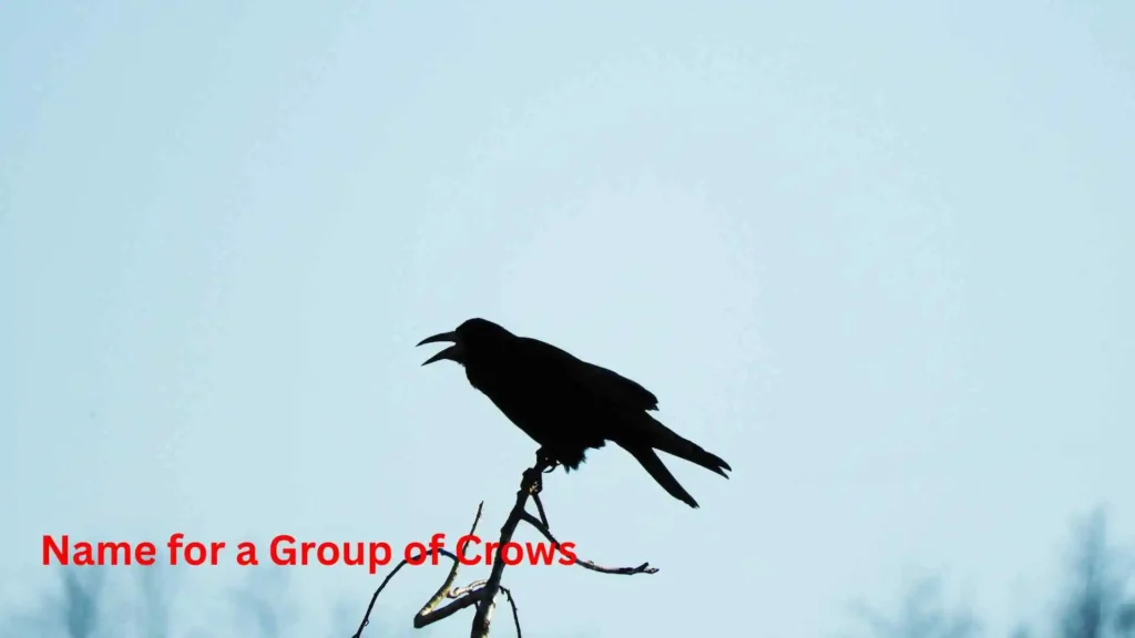 Name for a Group of Crows