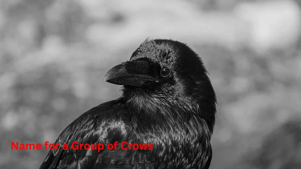 Name for a Group of Crows