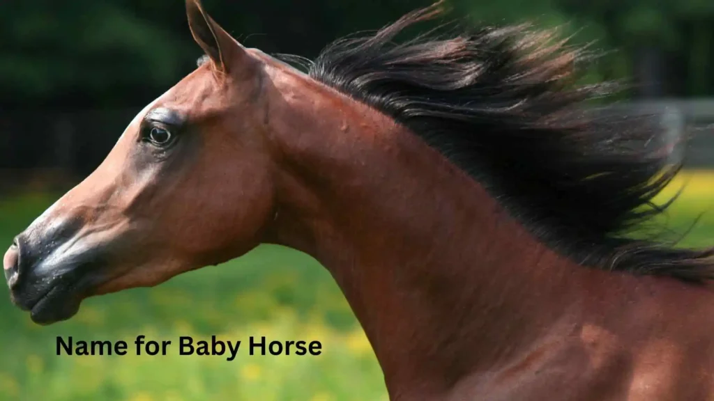 Name for Baby Horse