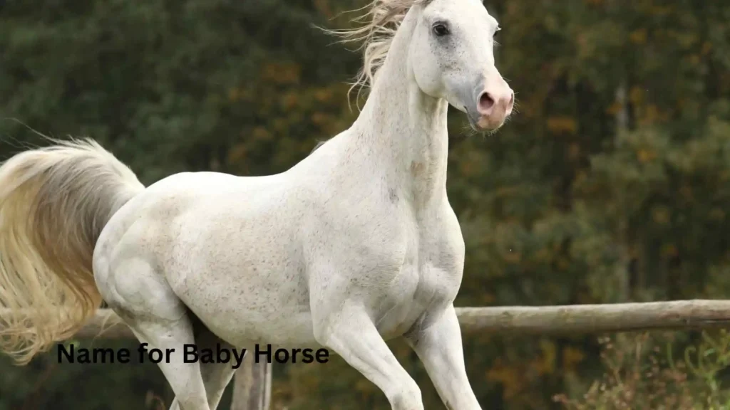 Name for Baby Horse
