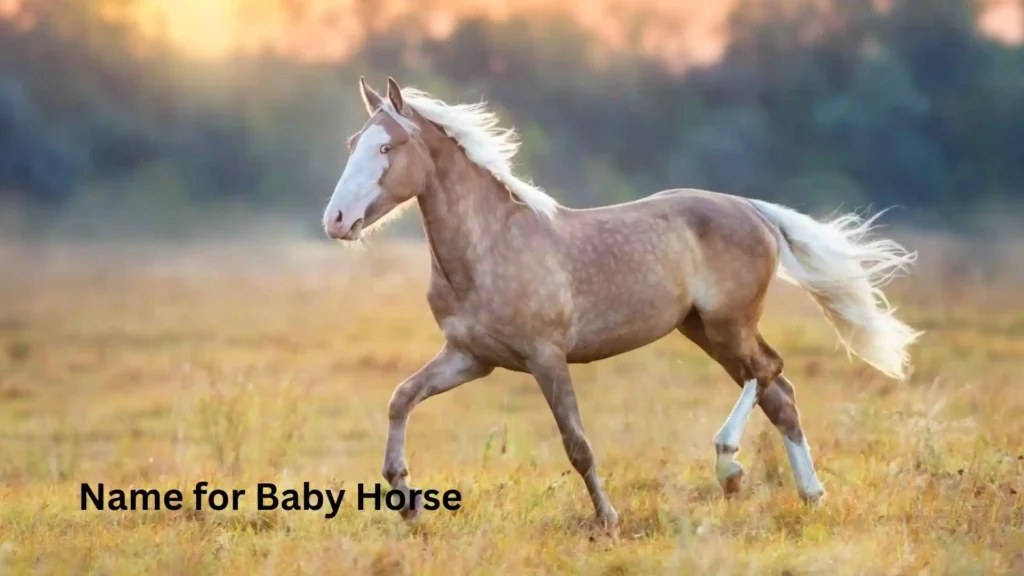Name for Baby Horse