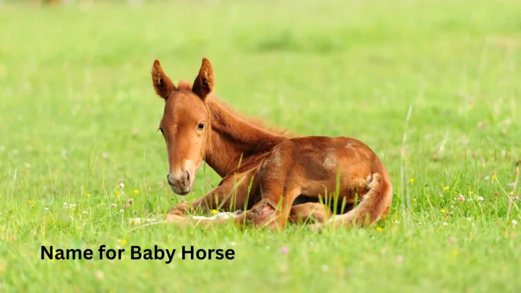 Name for Baby Horse