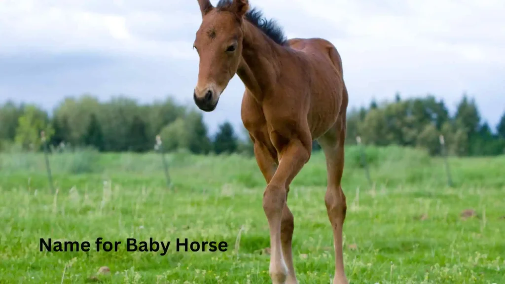 Name for Baby Horse