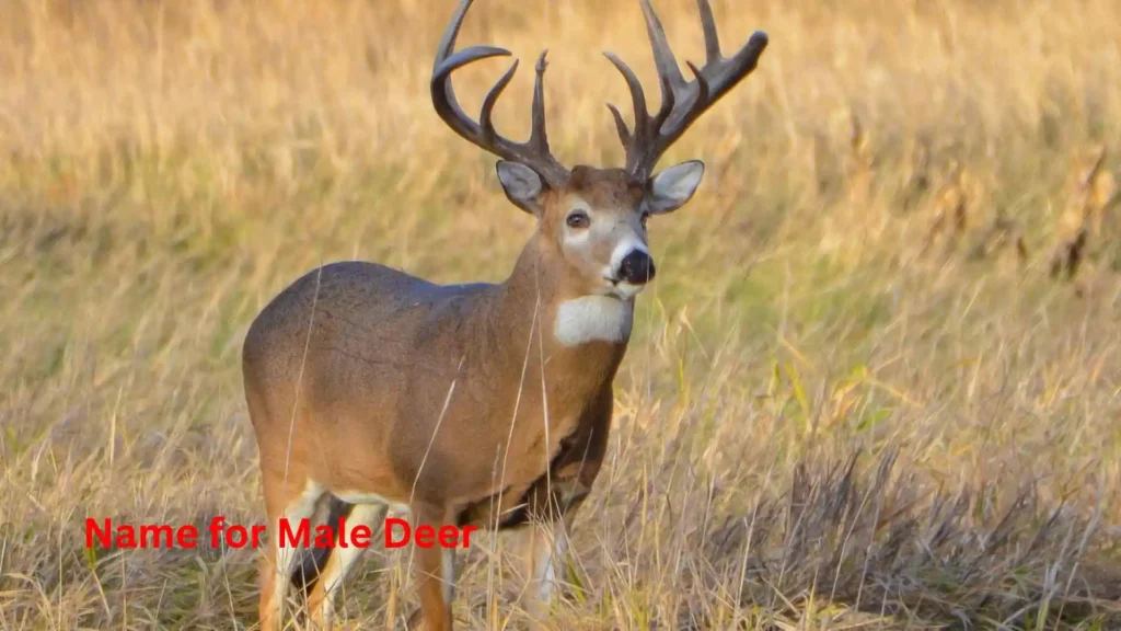  Name for Male Deer