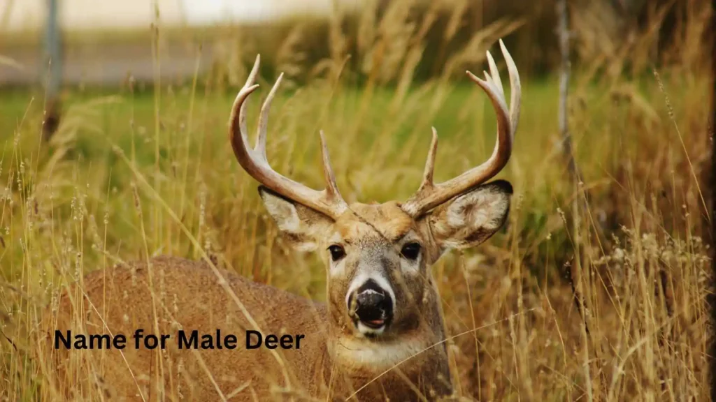  Name for Male Deer