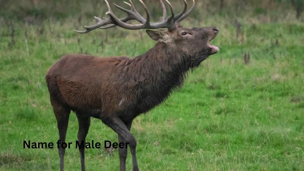  Name for Male Deer