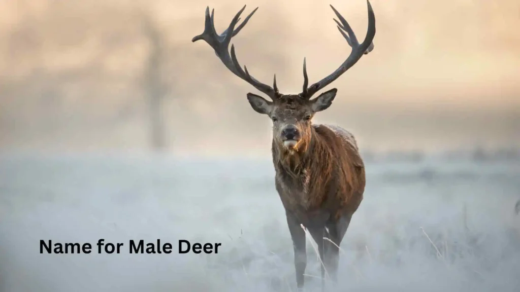  Name for Male Deer