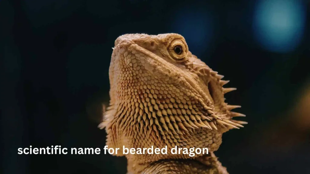 scientific name for bearded dragon