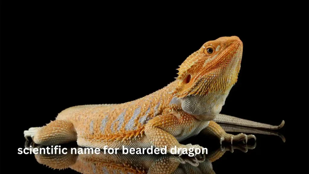 scientific name for bearded dragon