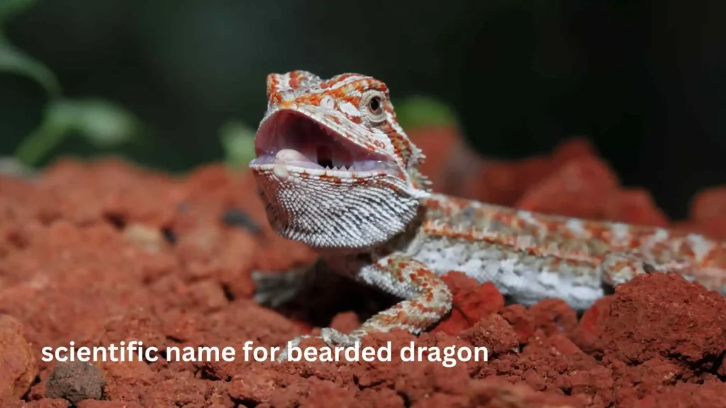 scientific name for bearded dragon