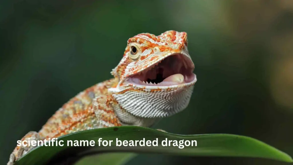 scientific name for bearded dragon