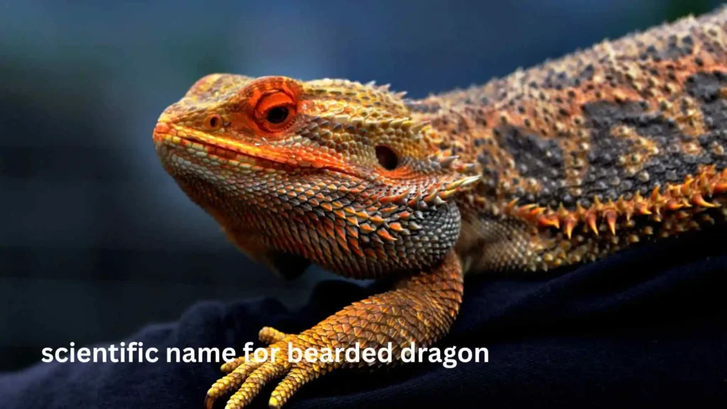scientific name for bearded dragon