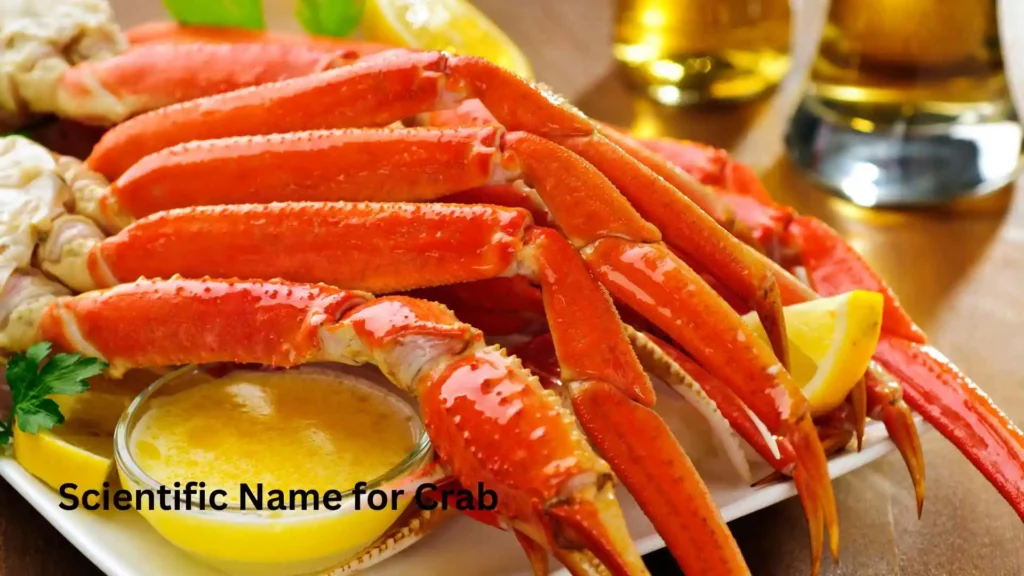 Scientific Name for Crab