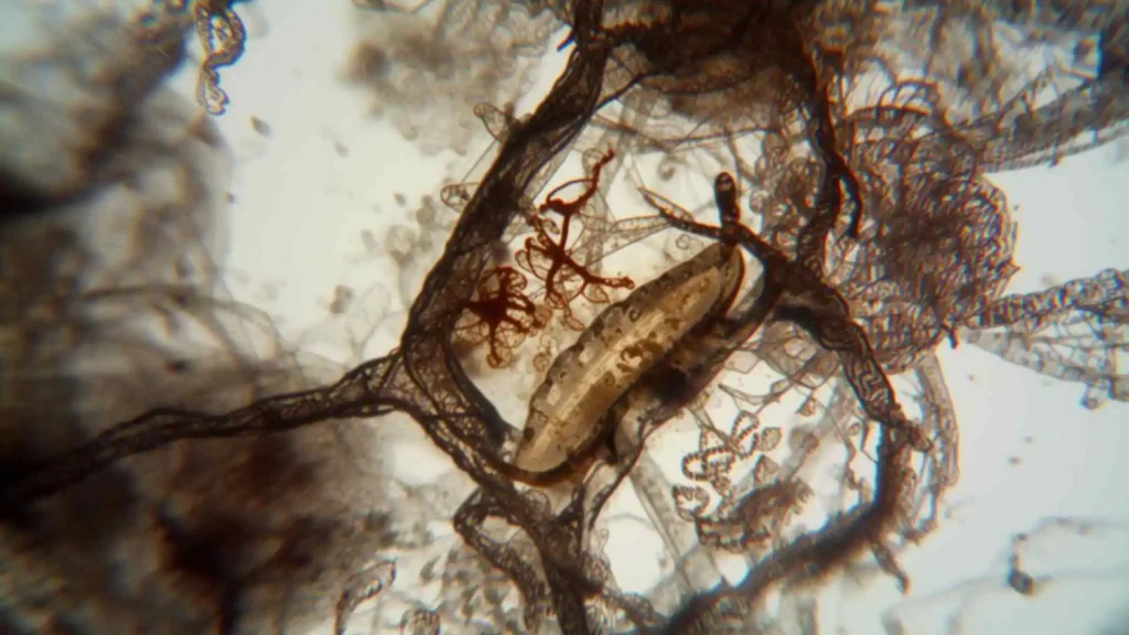 Scientific Name for Crab