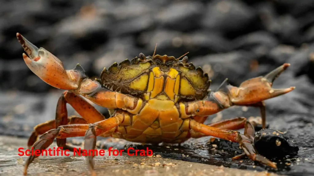 Scientific Name for Crab
