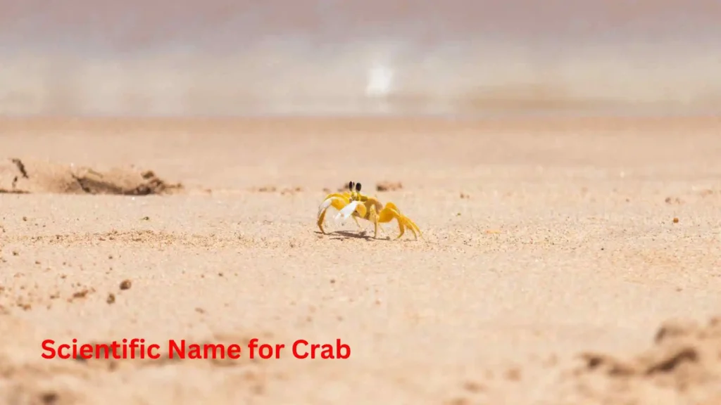 Scientific Name for Crab