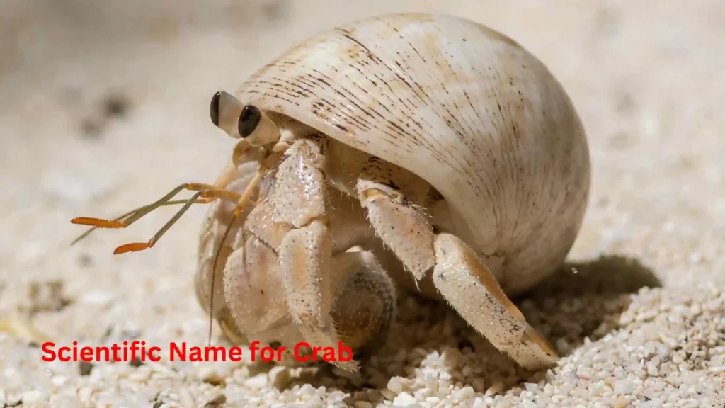 Scientific Name for Crab