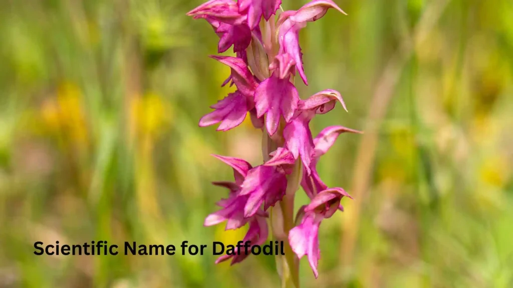 Scientific Name for Daffodil
