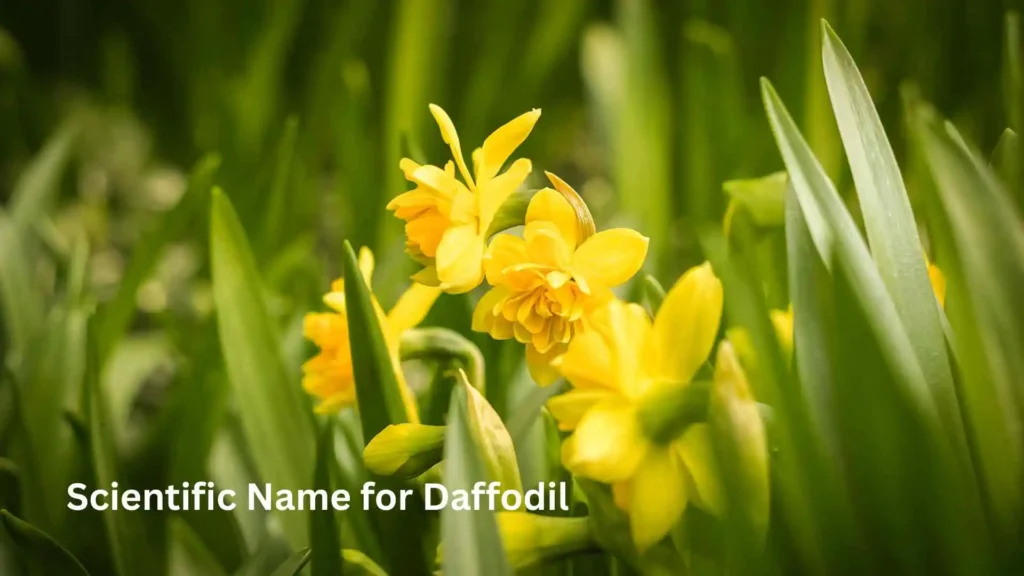 Scientific Name for Daffodil