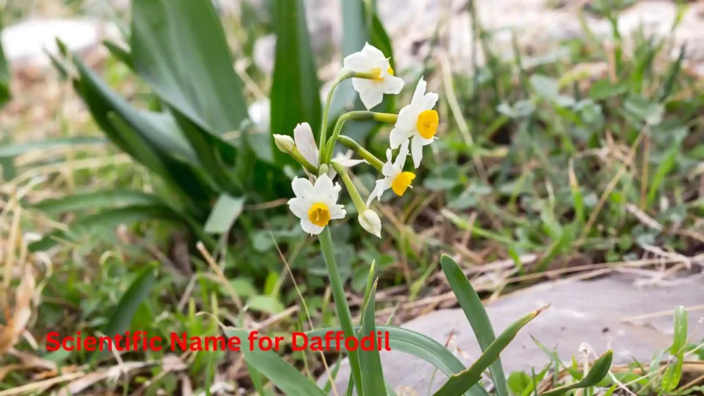 Scientific Name for Daffodil