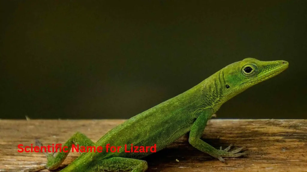 Scientific Name for Lizard