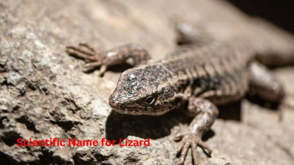 Scientific Name for Lizard