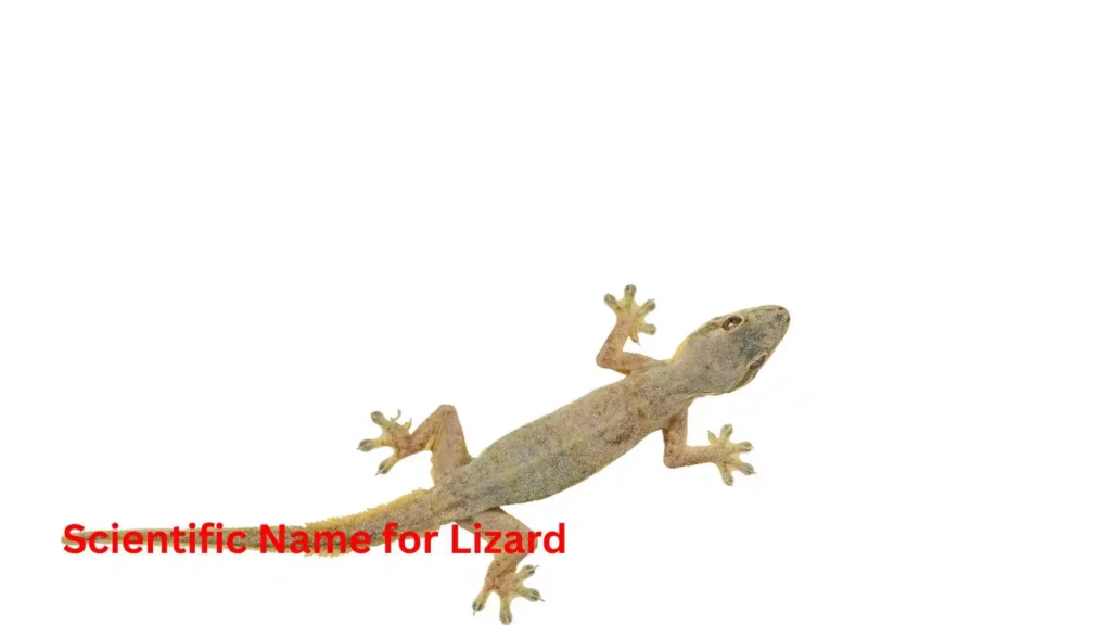 Scientific Name for Lizard