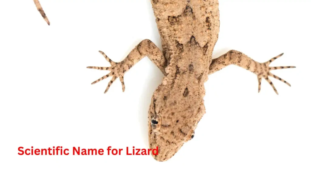 Scientific Name for Lizard