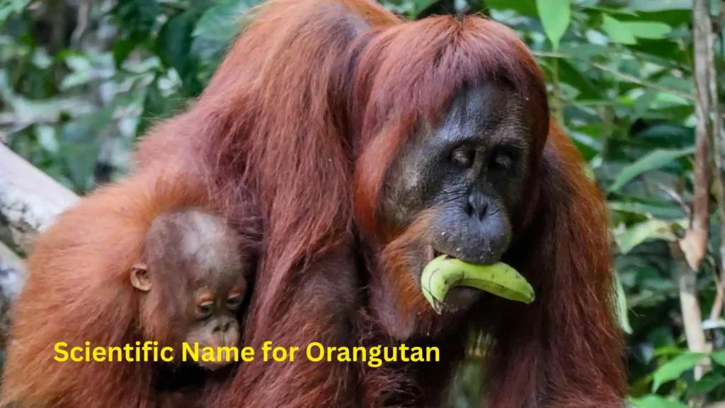 Scientific Name for Orangutan