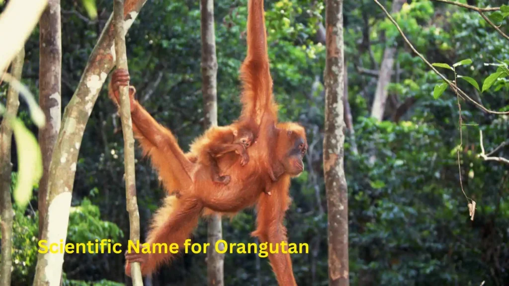 Scientific Name for Orangutan
