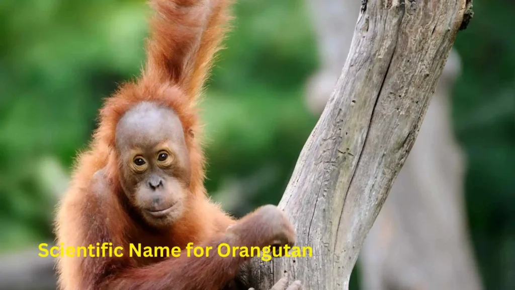 Scientific Name for Orangutan