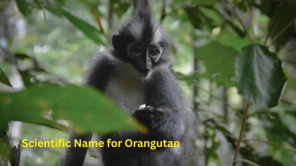 Scientific Name for Orangutan