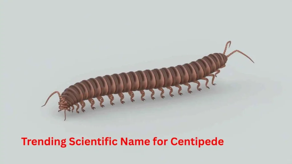 Trending Scientific Name for Centipede