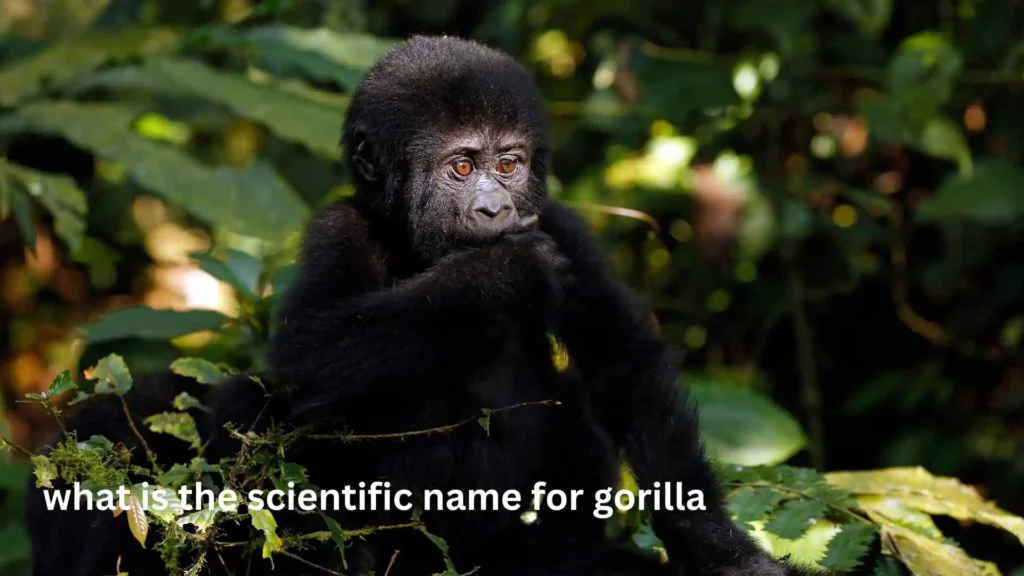 what is the scientific name for gorilla