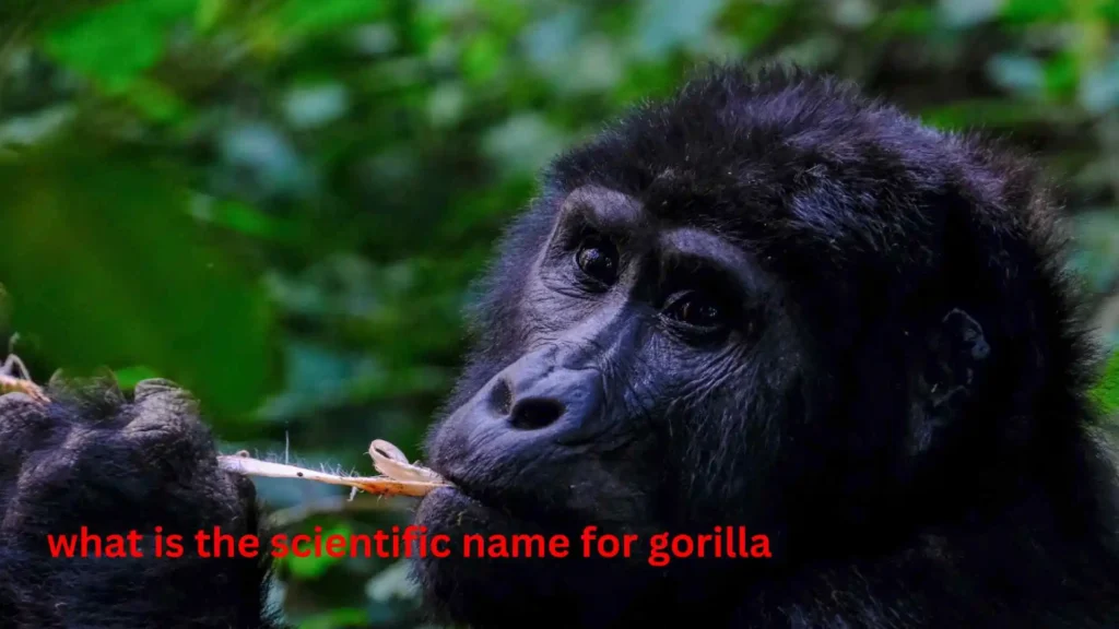 what is the scientific name for gorilla
