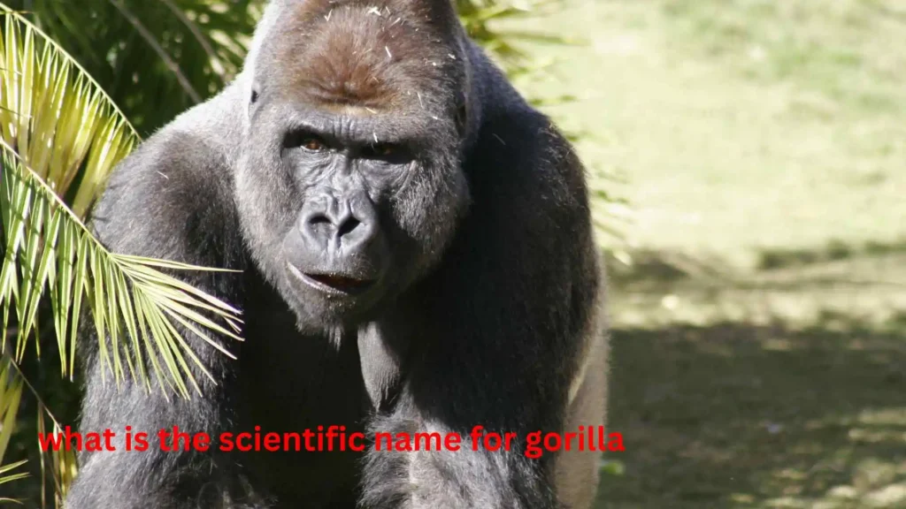 what is the scientific name for gorilla