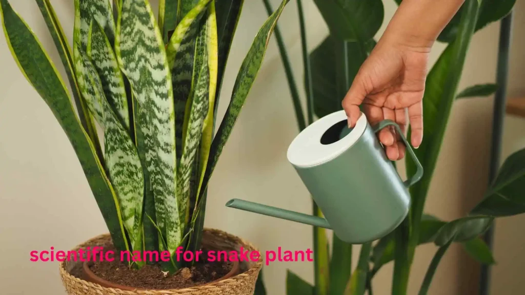 scientific name for snake plant